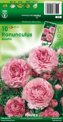 Zomerbollen en vaste planten Ranonkel Ranonkel rose per 10 Ranonkel rose per 10  (a6309)